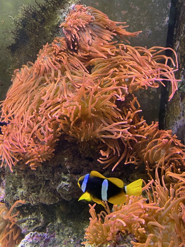 Entacmea Quadricolor