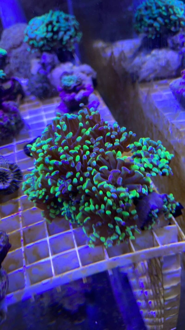 Euphyllia Glabrescens