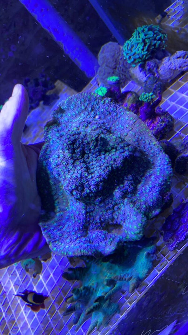 Montipora