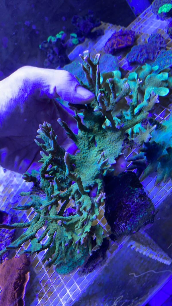 Montipora Stellata