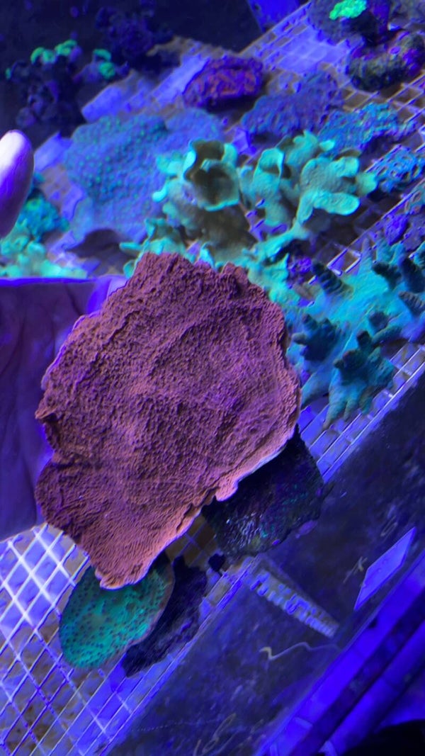 Montipora Red
