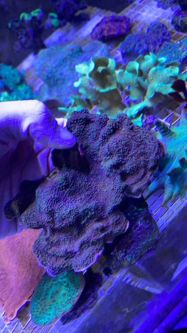Montipora purple