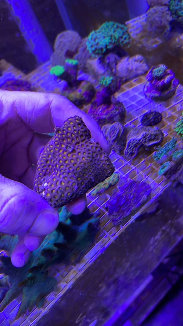 Leptastrea Gold