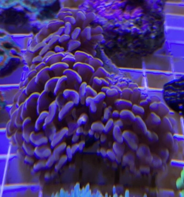 Euphyllia Purple