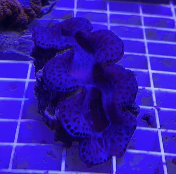 Bénitier (tridacna maxima)