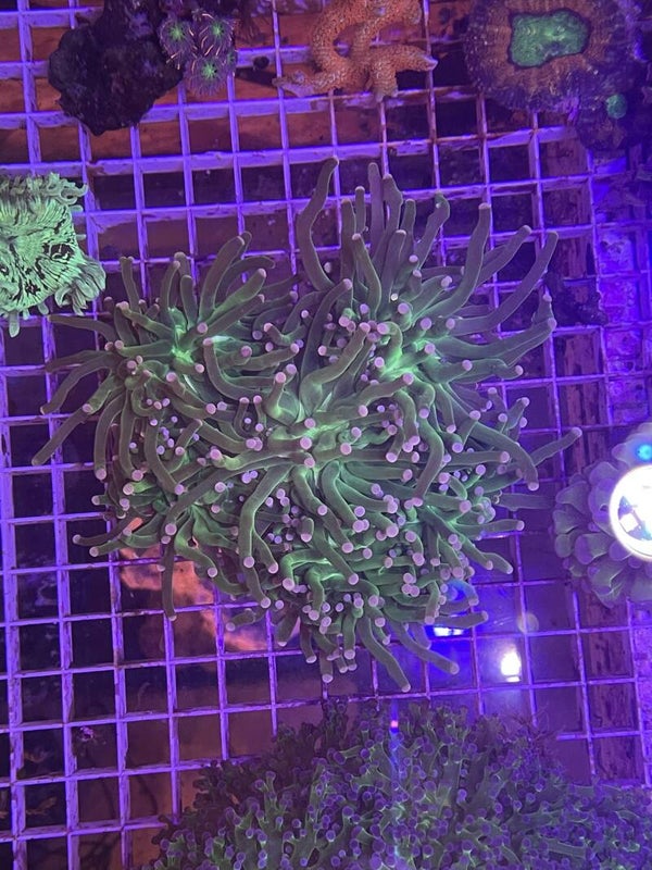 Euphyllia Toxic Green Pink tip