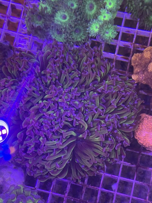 Euphyllia Ancora purple green