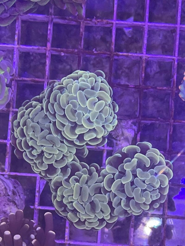 Euphyllia Paraancora Reverse