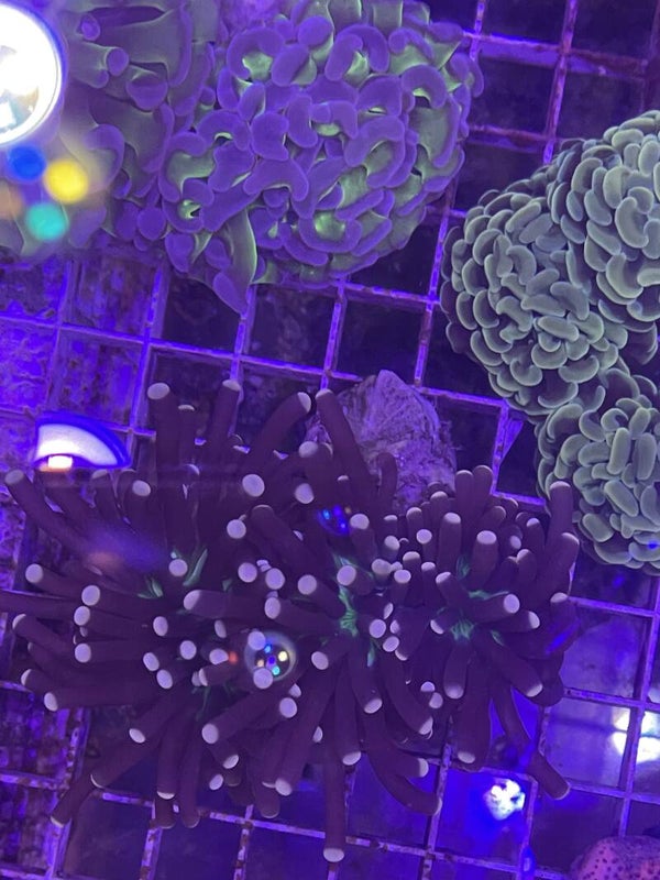 Euphyllia Glabescens Joker