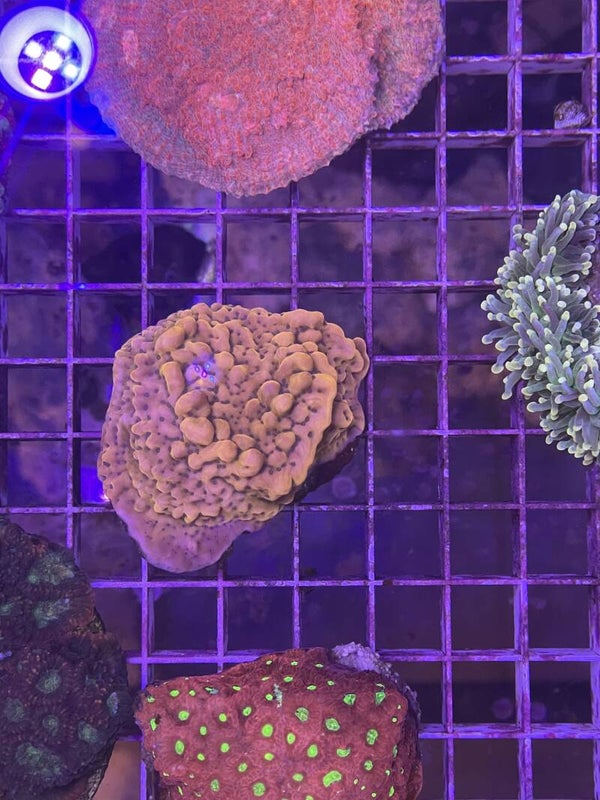 Montipora