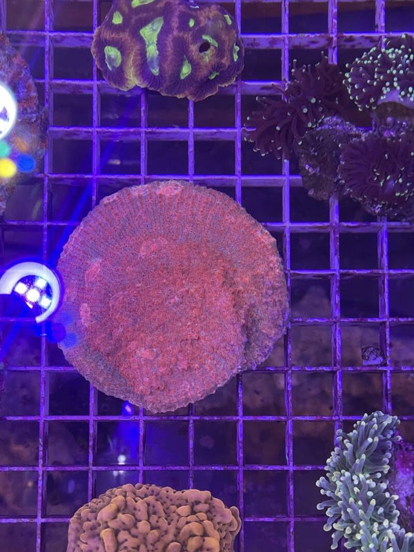 Echinophyllia