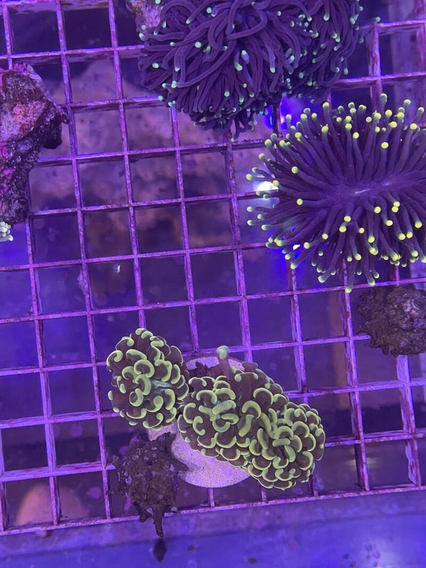 euphyllia Paraancora Reverze