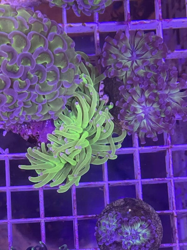 Euphyllia Glabescens Toxic Green Pink Tip