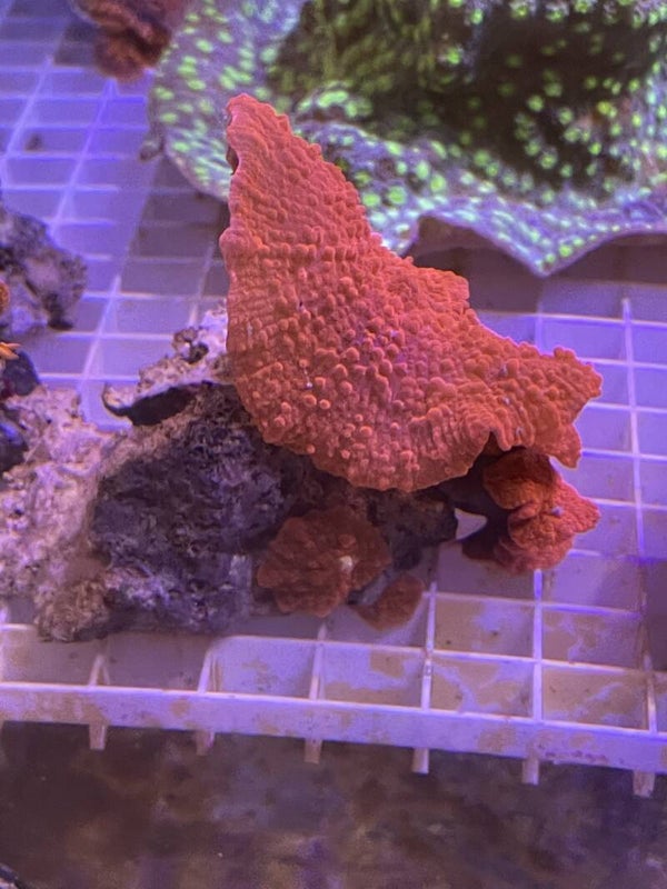 Discosoma rouge 5 oreilles