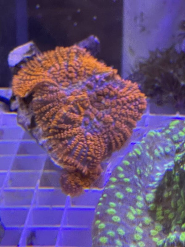 Rhodactis 2-3 oreilles