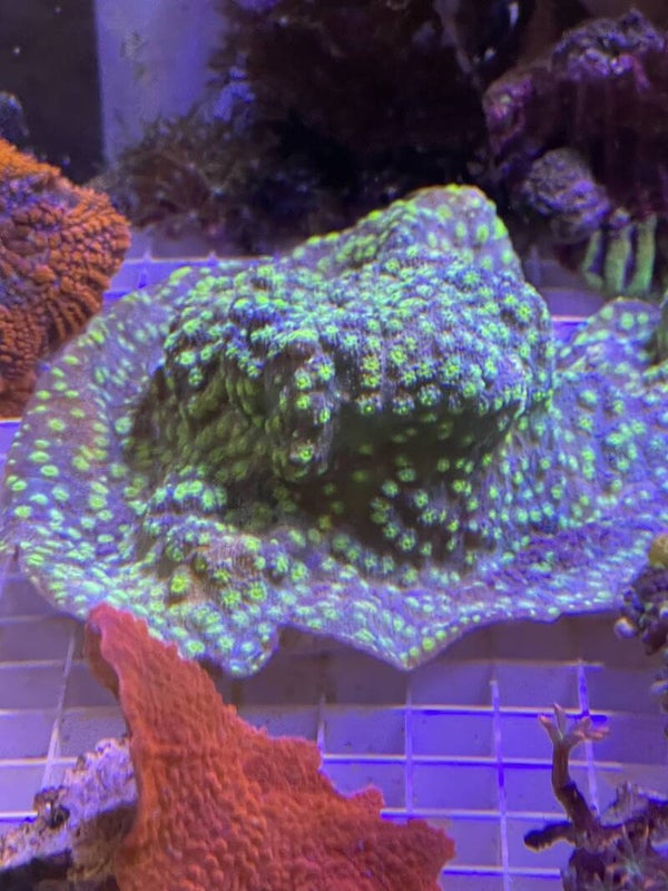 Echinopora Lamellosa L-XL