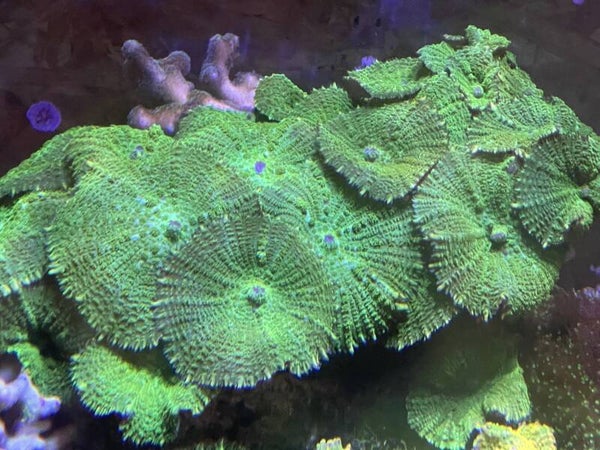 Rhodactis Incohata Green