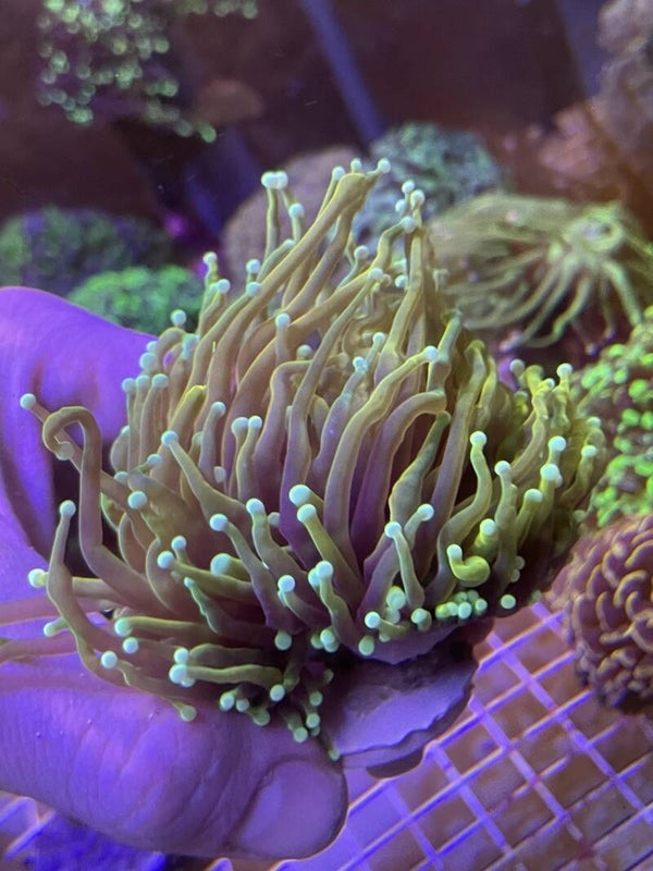 Euphyllia Dragon Soul 2 têtes