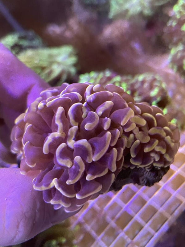 Euphyllia Paraancora Purple 3 têtes