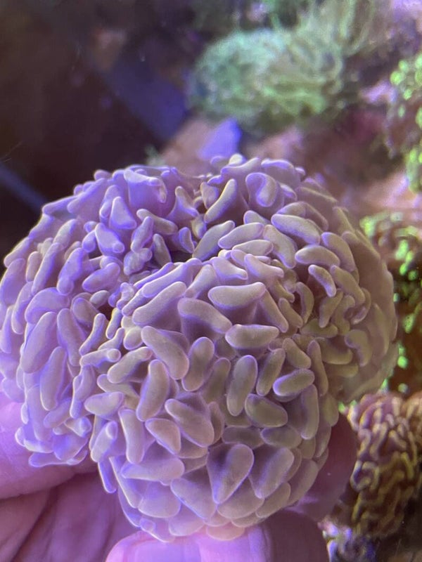 Euphyllia Golden Indo 4K ( 3 têtes)