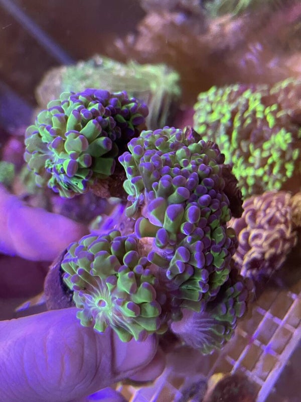Euphyllia 5 têtes