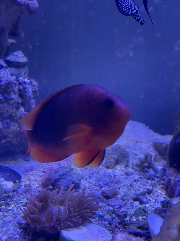 Amphiprion Ephippium (couple)