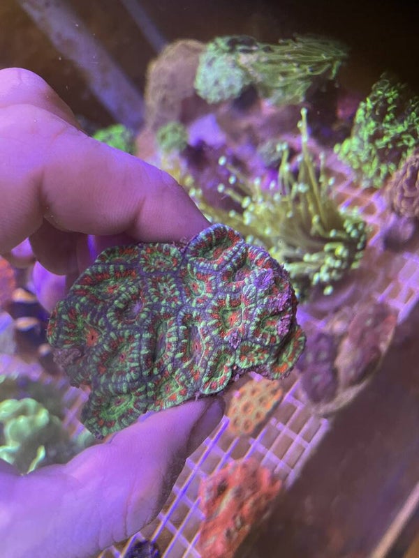 Acanthastrea