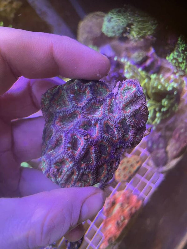 Acanthastrea