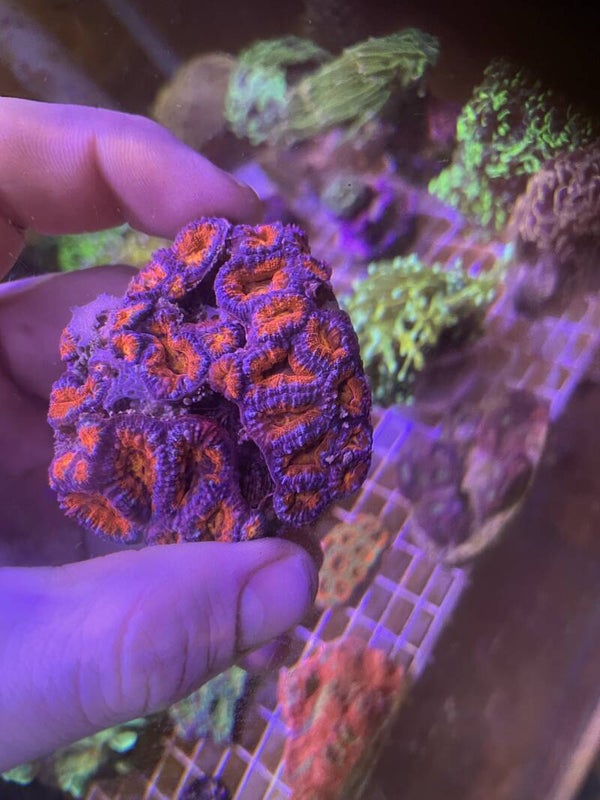 Acanthastrea Wilson Ultra