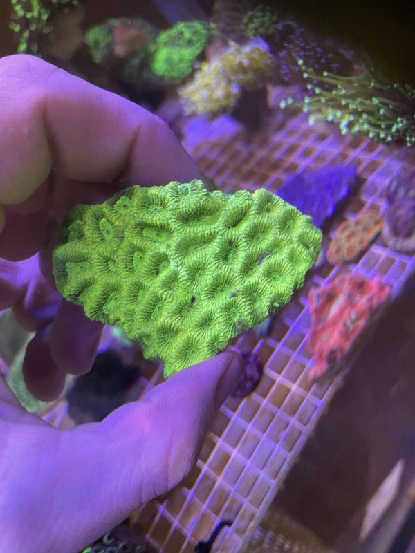 Goniastrea Green Ultra