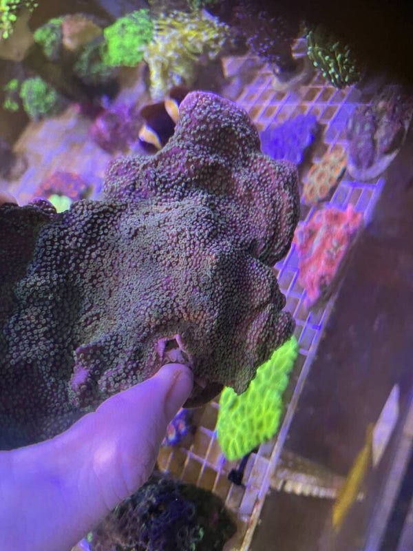 Montipora Mauve polype vert