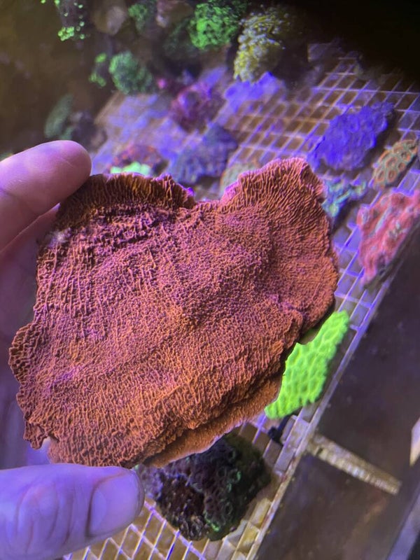 Montipora RED