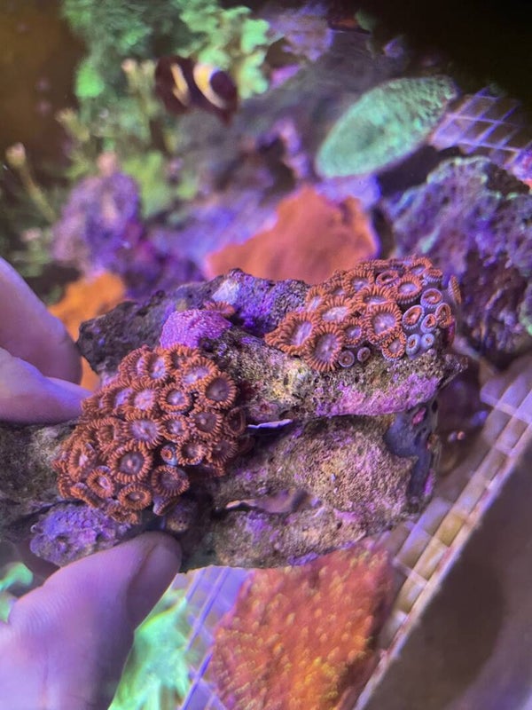 Zoanthus ( +10 polypes)