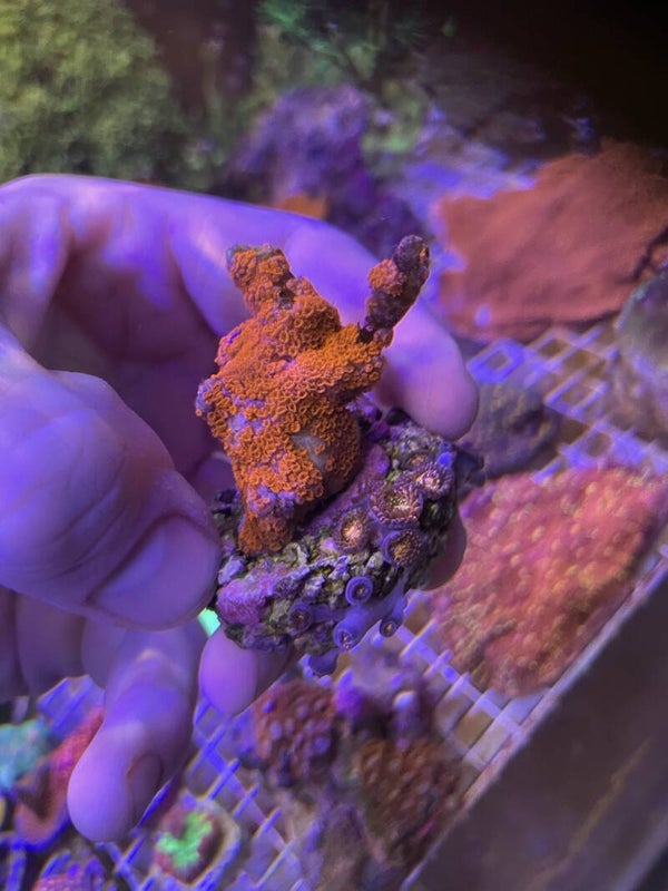 Frag Promo Premium - Montipora fire forest + Zoanthus