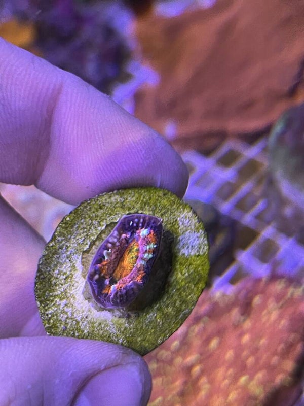 Frag Promo Premium - Acanthastrea