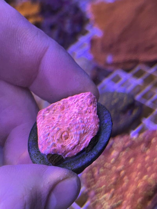 Frag Promo Premium - Echino