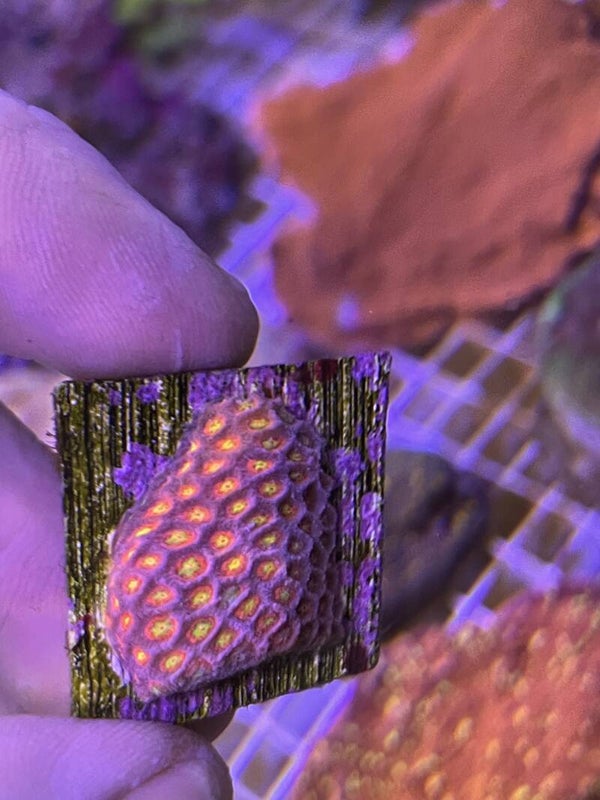 Bernardipora Red Ultra