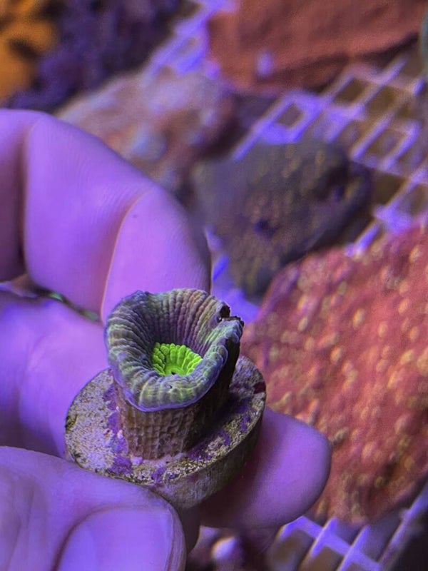 Acanthastrea Rainbow