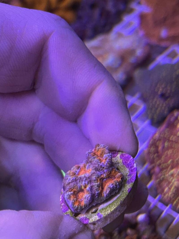 Acanthastrea