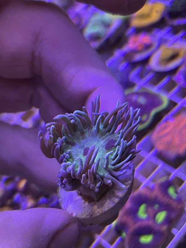 Duncanopsommia 2 têtes