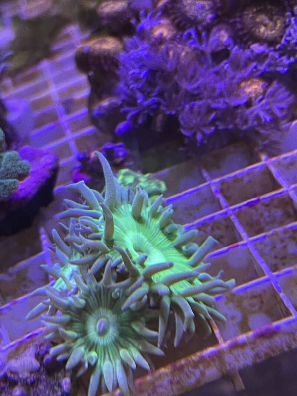 Duncanopsommia 3 têtes