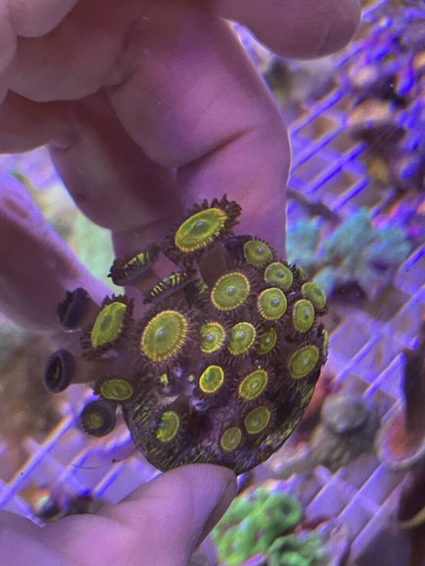 Zoanthus ( 5-6 Polypes)