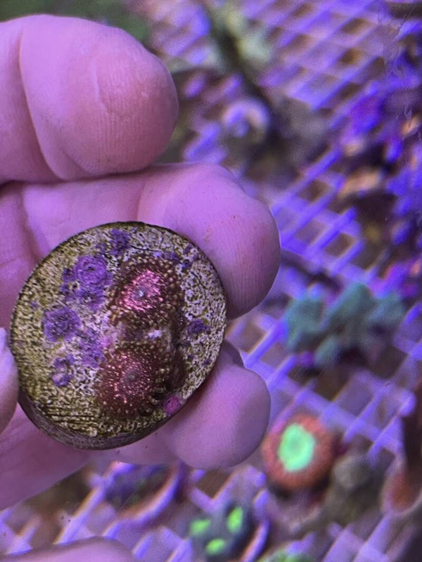 Zoanthus Stromboli ( 5-6 Polypes)