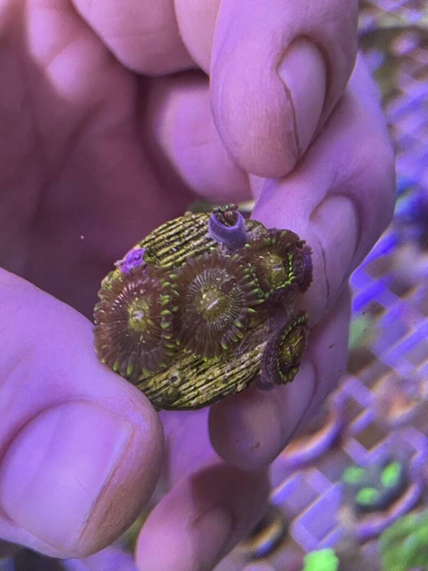 Zoanthus Nirvana ( 4-5 polypes)