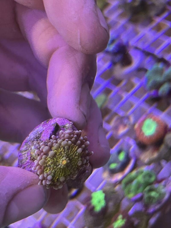 Ricorda Yuma Sunkist