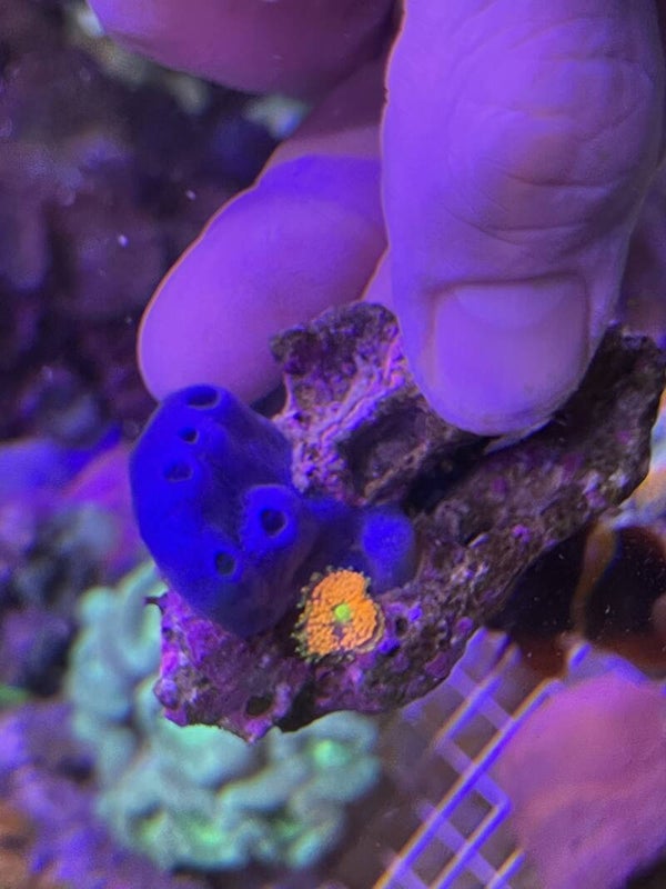 Ricorda Yuma + Eponge