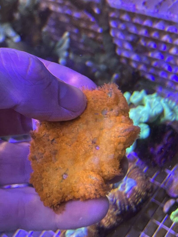 Rhodactis Orange Ultra