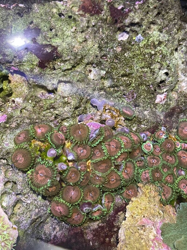 Zoanthus ( 5-6 Polypes)