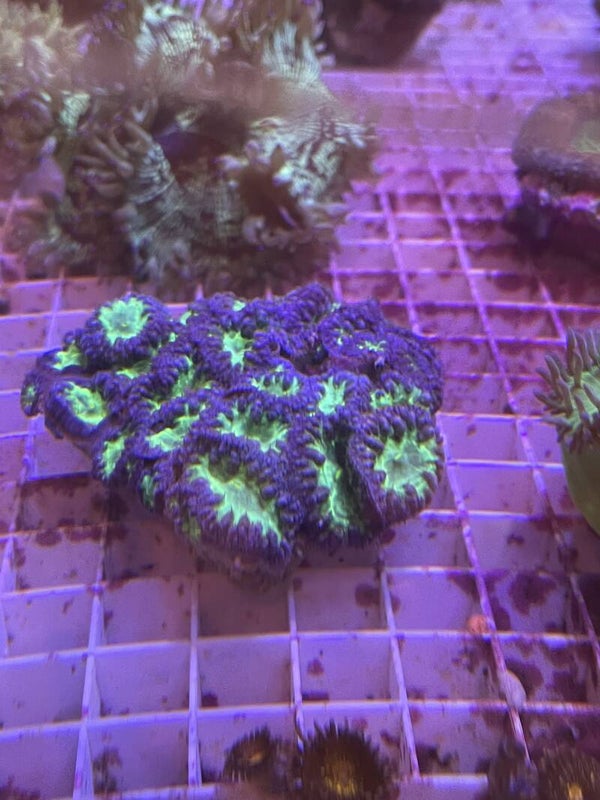 Blastomussa bleu (20 têtes)