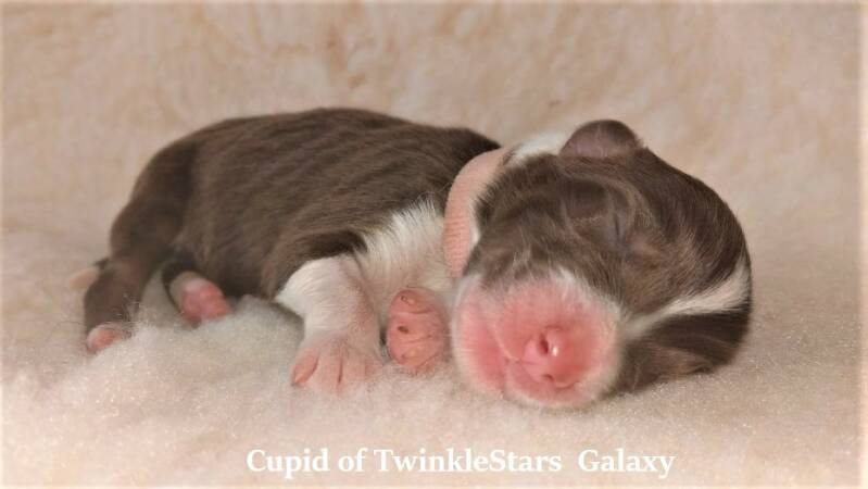 Cupid TwinkleStars Galaxy